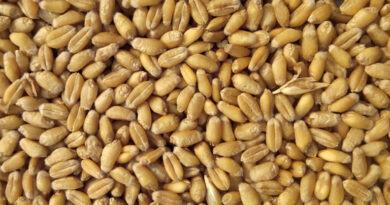 सीहोर: कृषि विभाग द्वारा फसलों की सुरक्षा एवं सतर्कता की सलाह