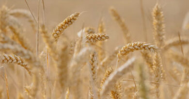 राजगढ़ में समर्थन मूल्य पर गेहूं उपार्जन हेतु जिला स्तरीय समिति गठित