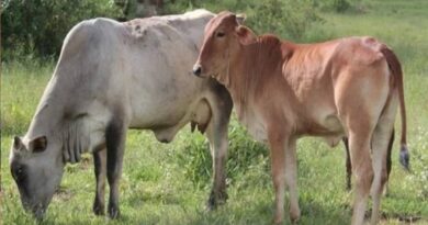 मंदसौर: गो-भैंस वंशीय पशुओं में नि:शुल्क खुरपका-मुंहपका टीकाकरण 31 जनवरी तक