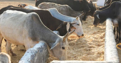 नर्मदापुरम: प्रदेश में दुग्ध समृद्धि संपर्क अभियान का तीसरा चरण चलेगा