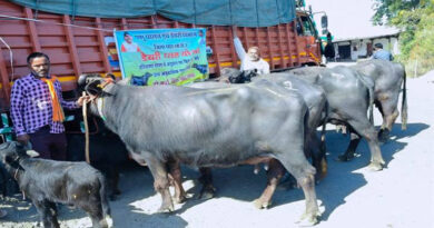 धार जिले में 15 हितग्राहियों को 30 मुर्रा भैंसों का वितरण