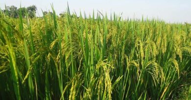 UP Paddy Mandi Rate: 20 जनवरी को ₹1,800 से ₹3,100 के बीच बिका धान, जानिए उत्तरप्रदेश की अन्य मंडियों के ताजा रेट  