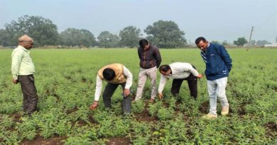 हरदा में कृषि अधिकारियों ने गेहूं व चना फसल का किया निरीक्षण  