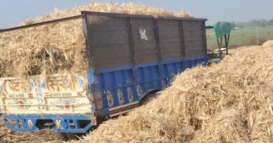 मक्का के भुट्टों का भूसा, गौवंश के पोषण की महत्वपूर्ण पहल