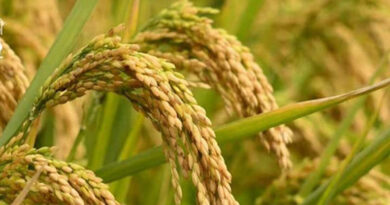 जबलपुर: धान की हेराफेरी में दो कर्मचारियों के विरुद्ध एफआईआर दर्ज