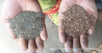 छिंदवाड़ा जिले में तामिया को अधिकृत उपार्जन केन्द्र बनाया