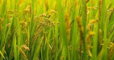 जबलपुर : धान उपार्जन में अनियमितता पाए जाने पर गोदाम को किया ब्लैक लिस्ट