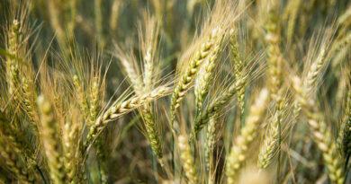 शिवपुरी जिले में ओलावृष्टि से फसलों को हुई आंशिक क्षति का सर्वे जारी