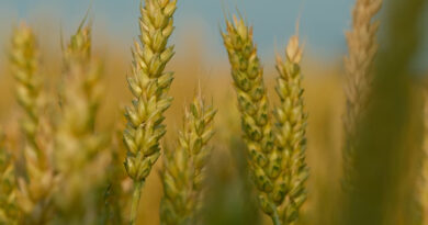 ओलावृष्टि से प्रभावित किसान 14447 पर तुरंत दर्ज कराएं फसल नुकसान: कृषि विभाग ने किसानों को दी अहम सलाह