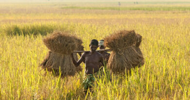 गुना जिले में किसानों को कृषि रथ से दी जा रही कृषि संबंधी जानकारी