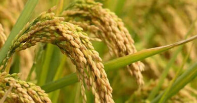 मंडला: खरीदी केन्द्र प्रभारी को हटाया