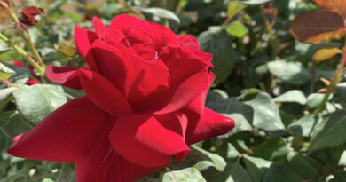 गुलाब की खेती ने महकाई नितिन की ज़िंदगी