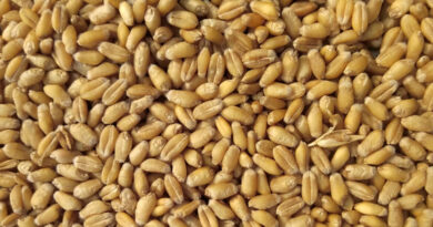 UP Wheat Mandi Rate: यूपी में ₹2325 प्रति क्विंटल तक बिका गेहूं, जानें किस मंडी में कितना मिला दाम