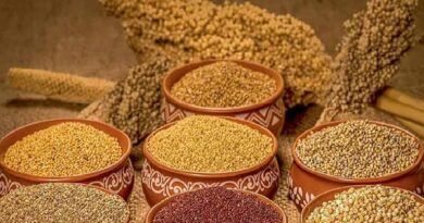 रानी दुर्गावती श्री अन्न प्रोत्साहन योजना: कोदो-कुटकी खरीदी की समय-सीमा बढ़ी, अब 31 जनवरी तक होगी खरीदी