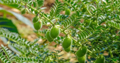 चना उगाने वाले किसान सावधान! ये 3 कीट फसल को कर सकते हैं तबाह, ऐसे करें बचाव चना उगाने वाले किसान सावधान! ये 3 कीट फसल को कर सकते हैं तबाह, ऐसे करें बचाव