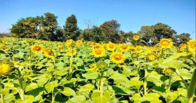 आलीराजपुर में कुसुम फसल से रबी तिलहन उत्पादन का नवाचार