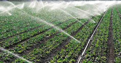 फसल बीमा से ड्रिप योजना तक, अजमेर कलेक्टर ने कृषि योजनाओं की समीक्षा की फसल बीमा से ड्रिप योजना तक, अजमेर कलेक्टर ने कृषि योजनाओं की समीक्षा की