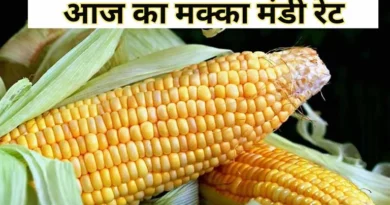 मक्का मंडी रेट (22 जनवरी 2026)