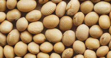 MP Soyabean Mandi Rate: एमपी में 28 जनवरी को ₹6510 तक पहुंचा सोयाबीन भाव, जानें किस मंडी में कितना मिला दाम