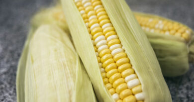 मक्का मंडी रेट (29 जनवरी 2026) 