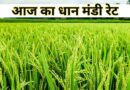 धान मंडी रेट (21 जनवरी 2026) धान मंडी रेट (21 जनवरी 2026)