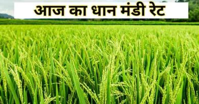 धान मंडी रेट (21 जनवरी 2026)