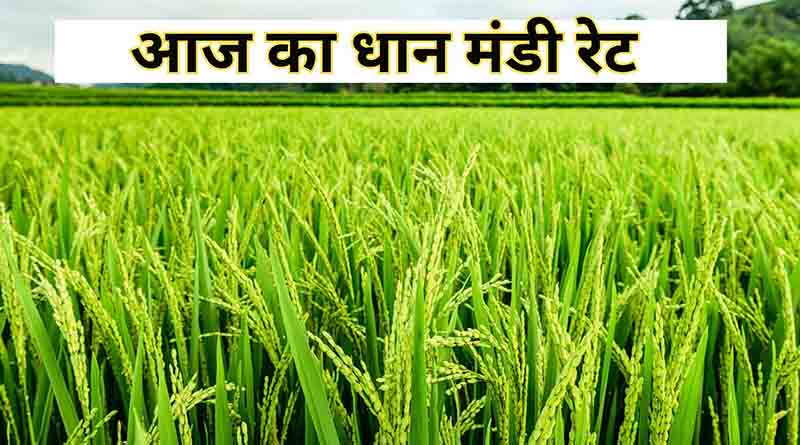 धान मंडी रेट (06 जनवरी 2026)