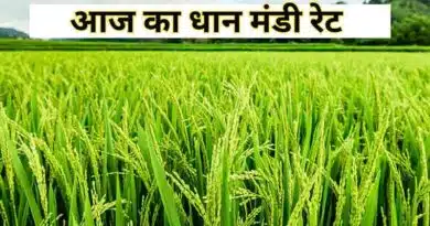 धान मंडी रेट (07 जनवरी 2026)