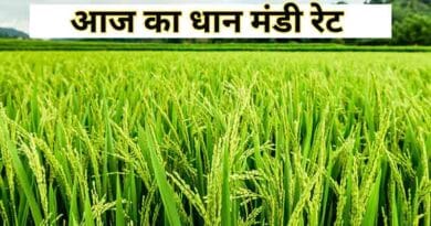 धान मंडी रेट (08 जनवरी 2026)