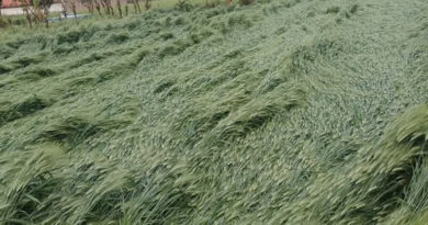 प्रदेश में असमय वर्षा से फसलों को हुई क्षति का आकलन करें - मुख्यमंत्री डॉ. यादव  