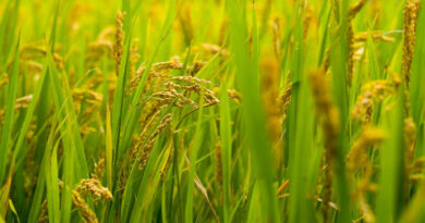 धान मंडी रेट (28 जनवरी 2026)