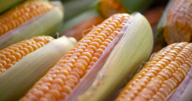 मक्का मंडी रेट (28 जनवरी 2026)