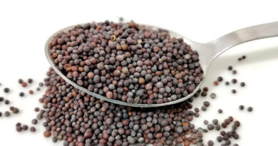 लैब रिपोर्ट में अमानक पाए गए सरसों बीज, मुरैना कलेक्टर के निर्देश पर 4 फर्मों के क्रय-विक्रय पर लगा प्रतिबंध