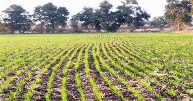 मुकेश ने कृषि यंत्र जीरो टिलेज से गेहूं की बेहतर बोनी की