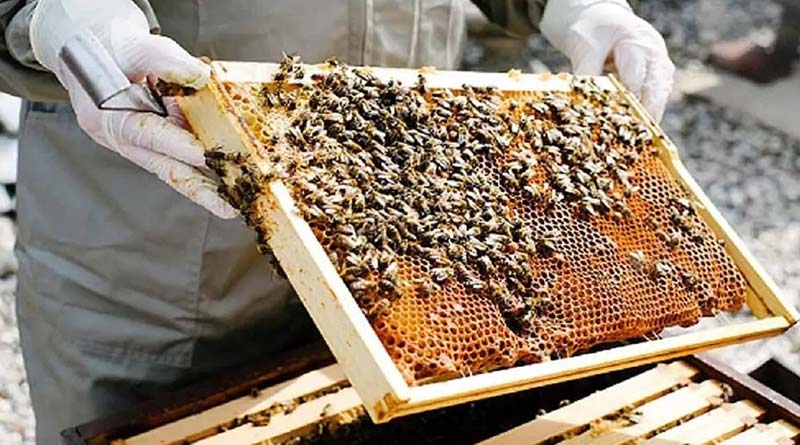 मधुमक्खियों की प्रमुख शत्रु माईट एवं उनका प्रबंधन