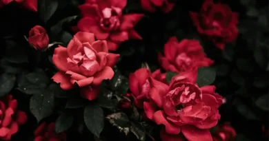 भोपाल में 9 से 11 जनवरी तक गुलाब प्रदर्शनी, ‘गुलाब बगीचा’ इवेंट में 65 प्रविष्टियाँ