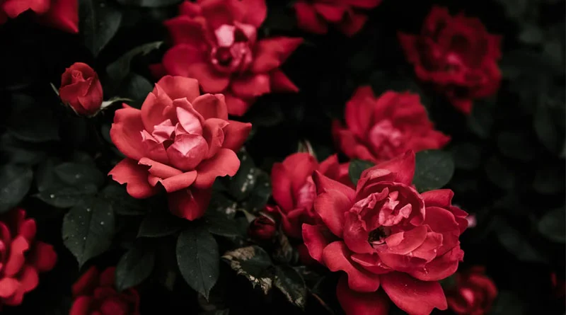 भोपाल में 9 से 11 जनवरी तक गुलाब प्रदर्शनी, ‘गुलाब बगीचा’ इवेंट में 65 प्रविष्टियाँ