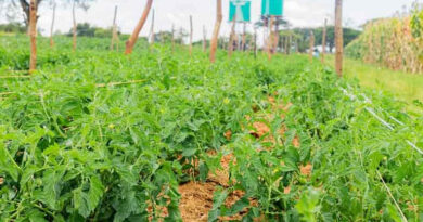 सब्जी फसलों में एकीकृत नाशीजीव प्रबंधन पर नासिक में प्रशिक्षण, किसानों तक पहुंचेगी सुरक्षित खेती की तकनीक