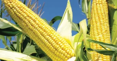 MP Maize Mandi Rate: छिंदवाड़ा में 1,765 तो गुना में 1,760 रुपए तक बिक रहा मक्का, जानिए 3 जनवरी के ताजा रेट 