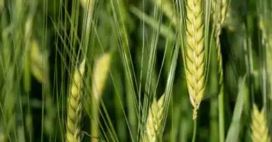 रबी फसलों के लिए जरूरी कृषि सलाह, गेहूं में टिलरिंग बढ़ाने और सरसों में रोग नियंत्रण पर दें विशेष ध्यान