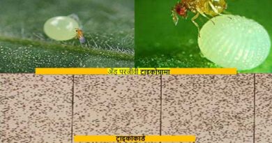 जैविक कीट प्रबंधन में उपयोगी: अँड परजीवी ट्राइकोग्रामा जैविक कीट प्रबंधन में उपयोगी: अँड परजीवी ट्राइकोग्रामा