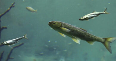 रीवा : केज और बायोफ्लॉक में सफलतापूर्वक हो रहा मछली पालन