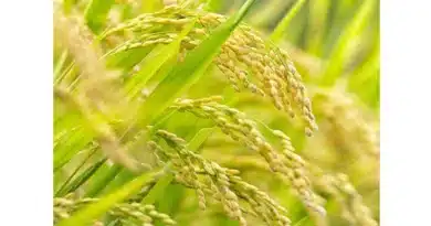 धान बेचने वाले किसानों के लिए जरूरी सूचना: MSP पर उपार्जन 20 जनवरी तक, 13 जनवरी से स्लॉट बुकिंग होगी शुरू