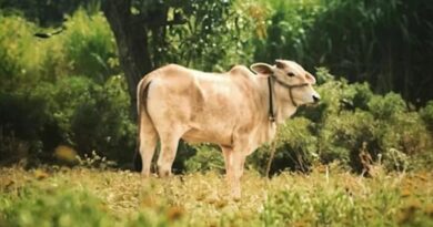 Gau Samvardhan Yojana: पशुपालकों को मिलेगा ऋण, अनुदान और ब्याज में राहत