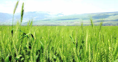 गेहूं की पैदावार पर असर डाल सकता है जड़ माहू कीट, समय पर ऐसे करें रोकथाम  