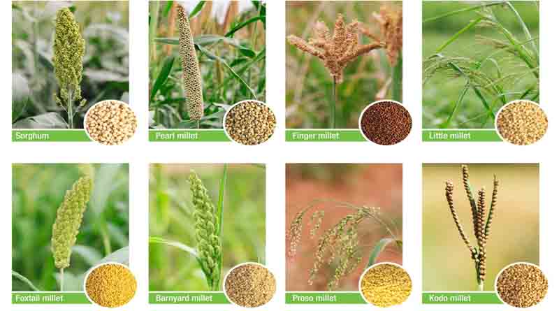 सतना: कोदो एवं कुटकी उपार्जन की अंतिम तिथि 15 जनवरी