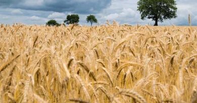 UP Wheat Mandi Rate Today: गणतंत्र दिवस पर यूपी की मंडियों में ₹2,590 तक बिका गेहूं, जानिए राज्य की अन्य मंडियों के ताजा रेट  