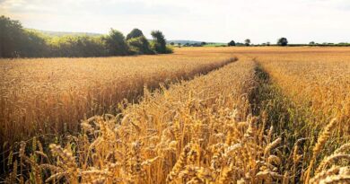 Wheat Mandi Rate: यूपी की मंडियों में ₹2,650 तक बिका गेहूं,  देखिए 27 जनवरी के ताजा भाव  