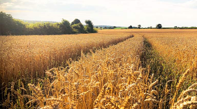 Wheat Mandi Rate: यूपी की मंडियों में ₹2,650 तक बिका गेहूं, देखिए 27 जनवरी के ताजा भाव