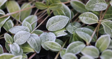 मध्यप्रदेश: शीतलहर और पाले से बचाव के लिए किसानों को कृषि विभाग की सलाह